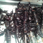 Fried black scorpions