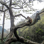 Monkey sitting in the trees