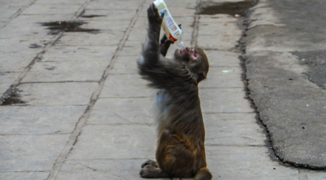 Qianling Park monkey drinking from a bottle