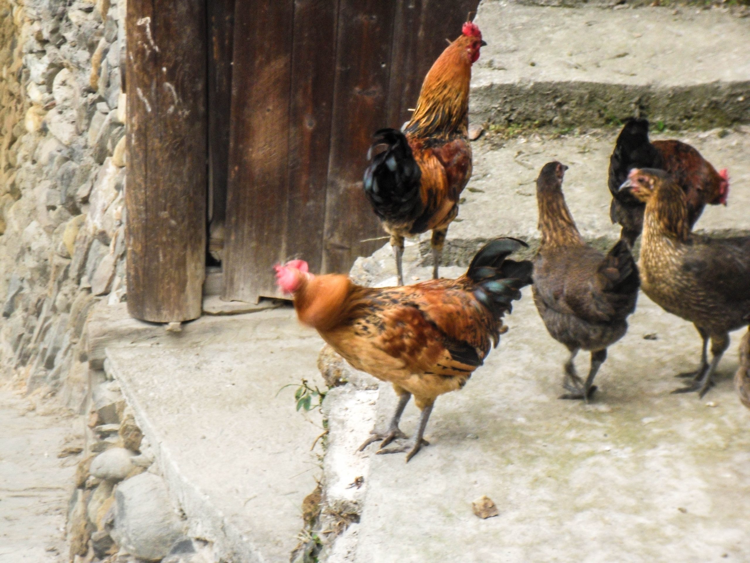 Bantams in Xijiang miao village