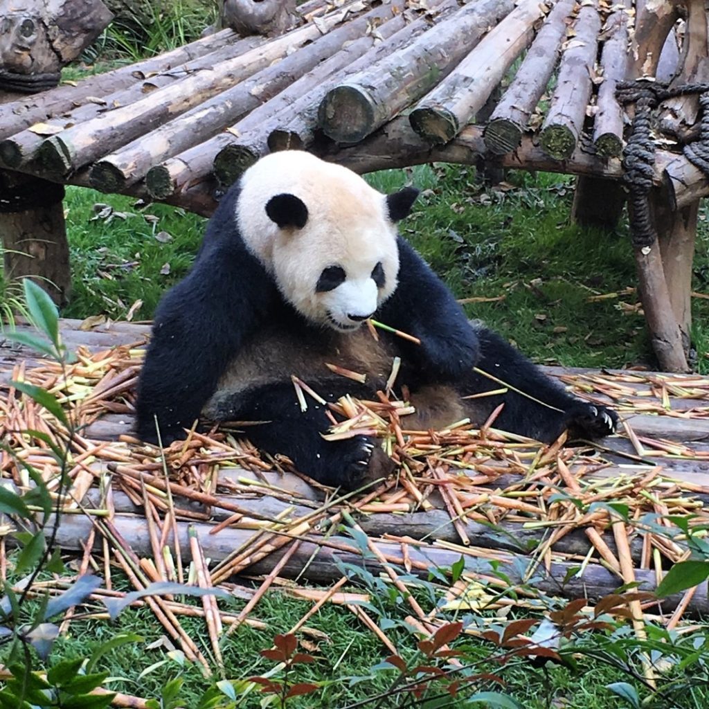 Panda in Chengdu, southwest China