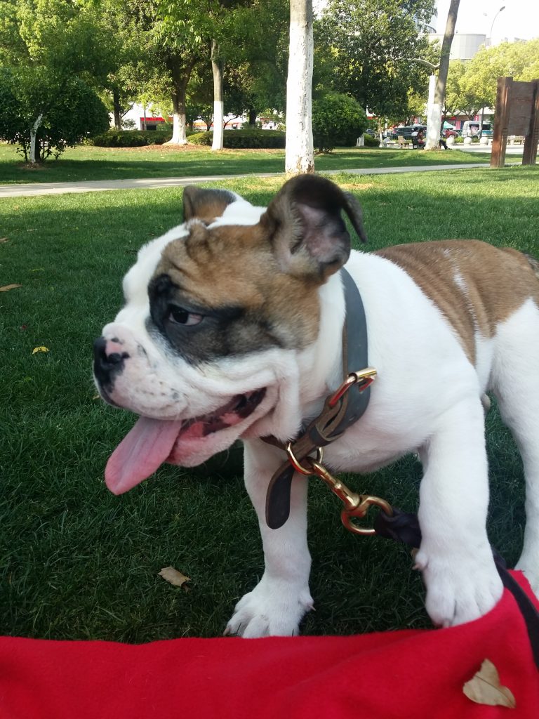 TEFL teachers puppy in Yiwu city Zhejiang province