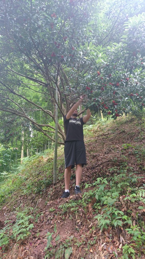 TEFL teacher picking wax berries in Zhejiang