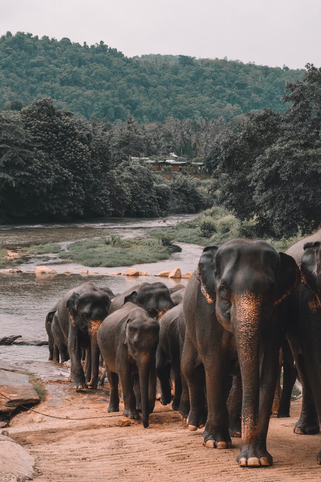 elephants in sri lanka