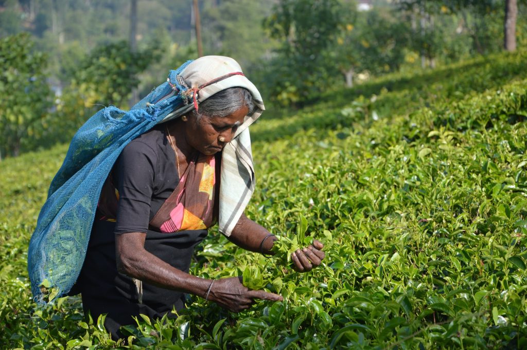 woman picking Sri Lanka tea