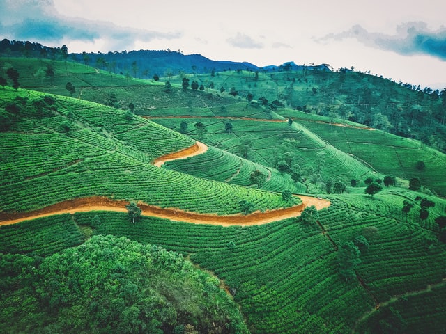 tea plantations